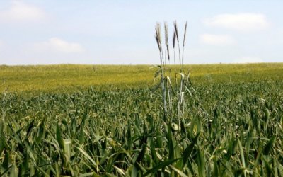 Wheat Intolerance: What is an Elimination Diet?